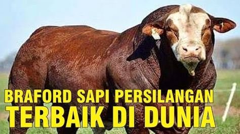 
                                 Sapi-Persilangan-Ras-Braford-Terbaik-Di-Dunia